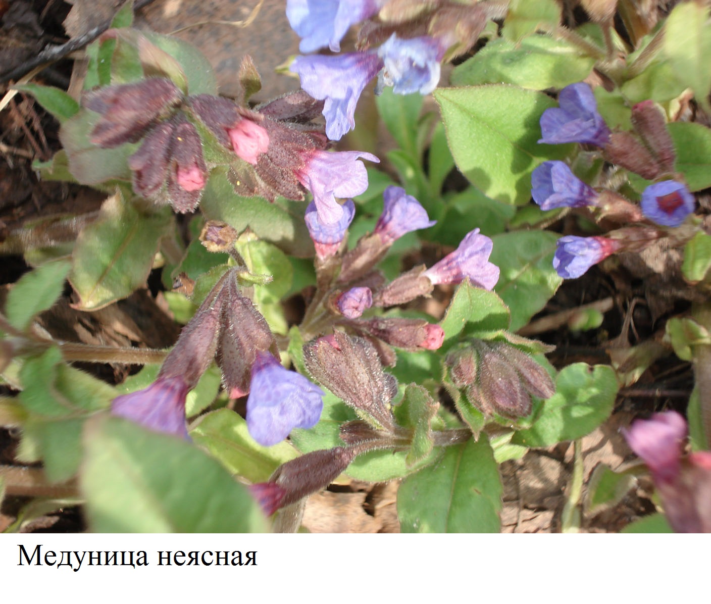 фото Медуница неясная - Pulmonaria obscura Dum.